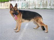 cane razza Pastore Tedesco